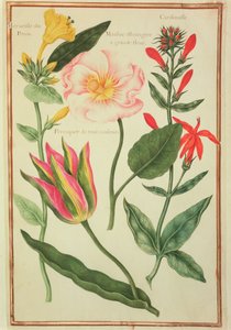 Flower Studies